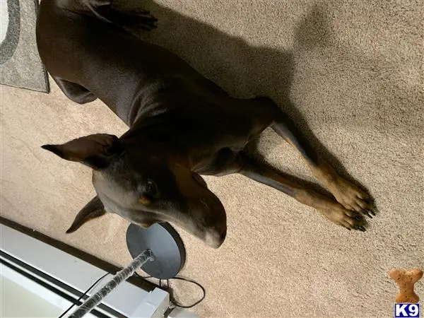 Doberman Pinscher female dog: Brown Doberman Pinscher lying on carpet near a toy
