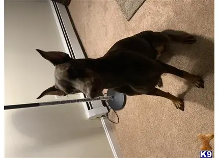 Doberman Pinscher female dog: Brown Doberman Pinscher sitting on carpet with alert posture