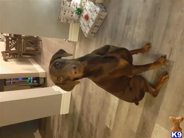 Doberman Pinscher