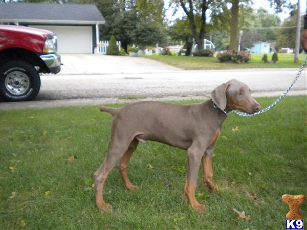 blue doberman pinscher puppies for sale doberman pinscher puppy for sale blue doberman pinscher 8 years blue doberman pinscher puppies for sale doberman pinscher puppy for sale blue doberman pinscher 8 years