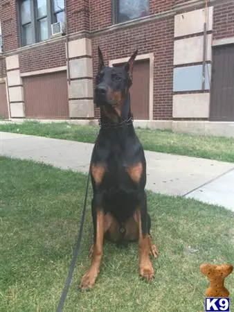 Doberman Pinscher