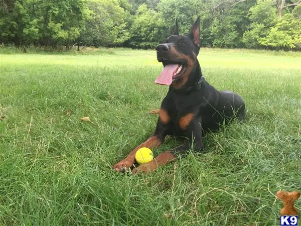 Doberman Pinscher stud dog