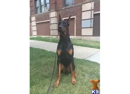 Doberman Pinscher