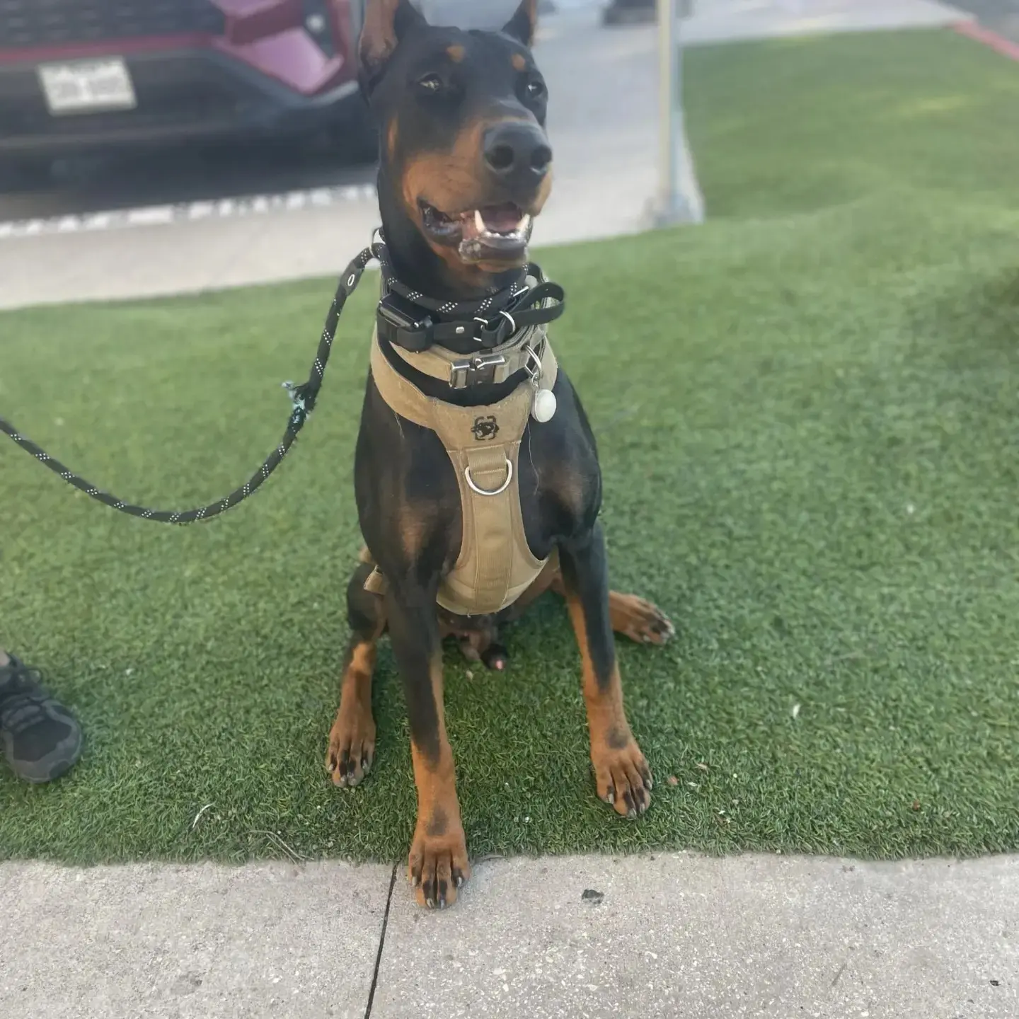 Doberman Pinscher stud dog: Black and tan Doberman sitting on green grass with harness