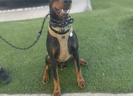 Doberman Pinscher stud dog: Black and tan Doberman sitting on green grass with harness