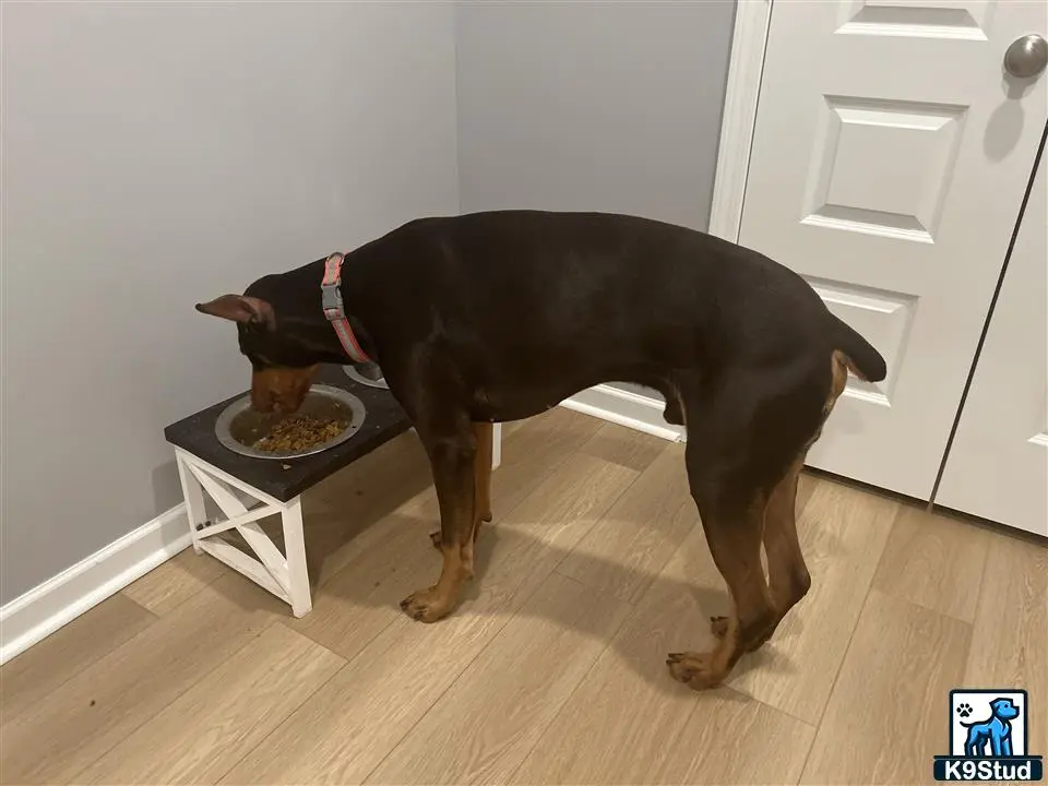 Doberman Pinscher