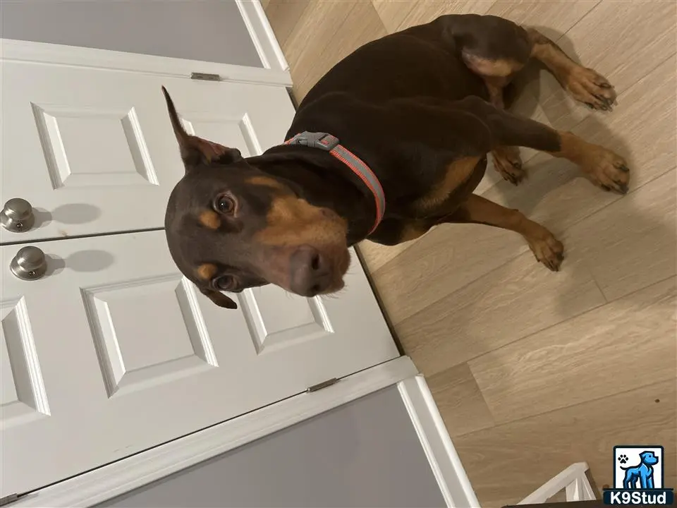 Doberman Pinscher stud dog