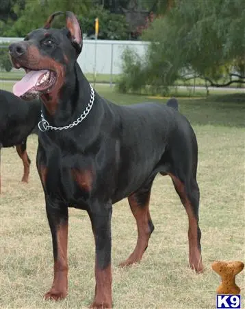 Doberman Pinscher