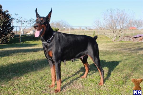 Doberman Pinscher dog