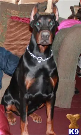 Doberman Pinscher stud dog