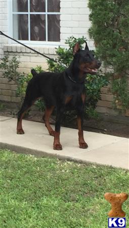 Doberman Pinscher dog