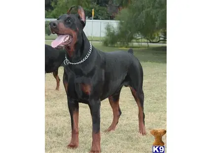 Doberman Pinscher