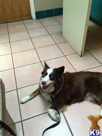 Australian Shepherd female dog