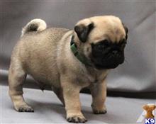 pug puppy posted by doci12