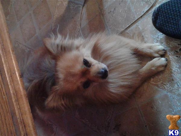 a white and brown animal