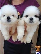 shih tzu puppy posted by docklasmarkr
