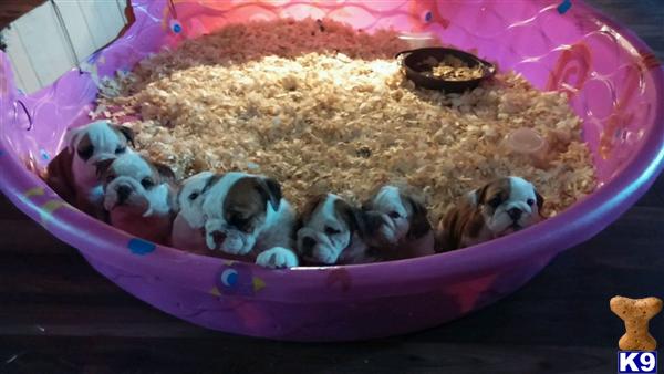 english bulldog puppy posted by dogboneugly