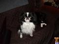 Japanese Chin