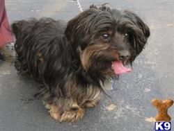 yorkshire terrier puppy posted by dogdoctor147