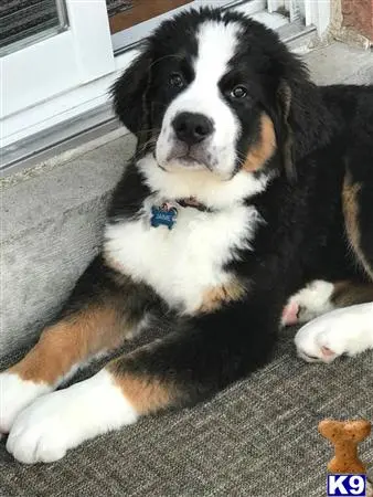 Saint Bernard stud dog