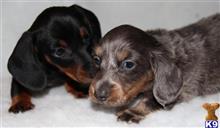 dachshund puppy posted by dogeme