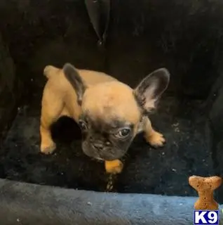 French Bulldog puppy for sale