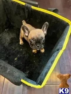 French Bulldog puppy for sale