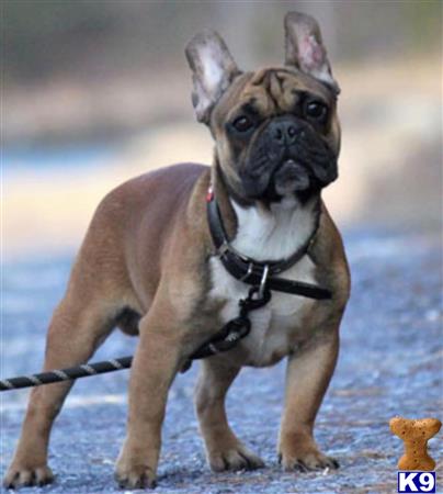 French Bulldog dog