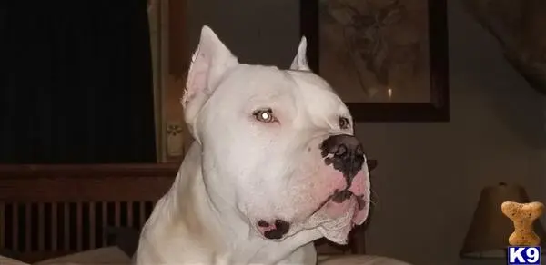 Dogo Argentino