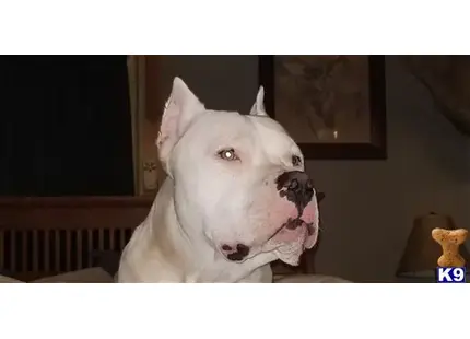 Dogo Argentino