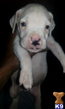 Dogo Argentino puppy for sale