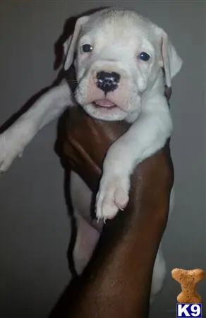 Dogo Argentino puppy for sale