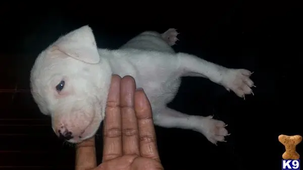 Dogo Argentino puppy for sale