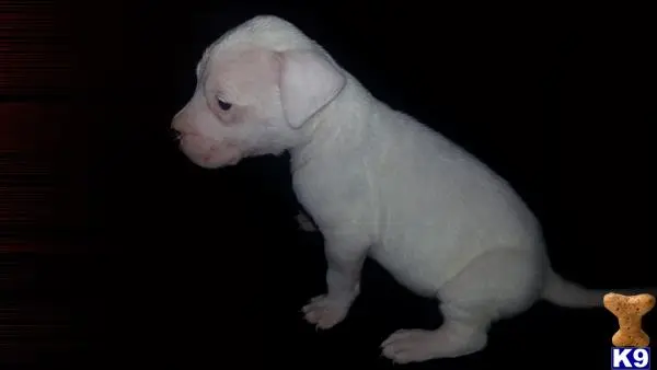 Dogo Argentino puppy for sale