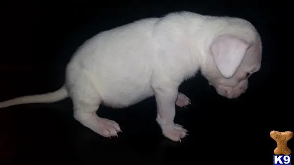 Dogo Argentino puppy for sale