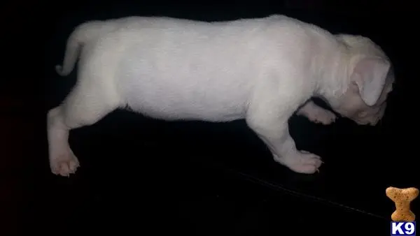 Dogo Argentino puppy for sale