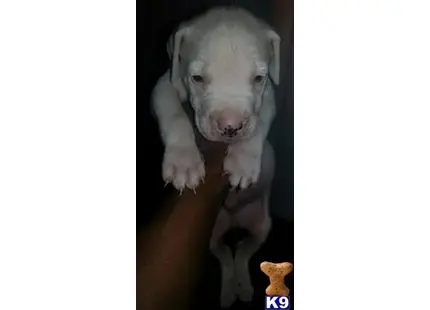 Dogo Argentino