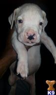 dogo argentino puppy posted by dogon2