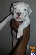 dogo argentino puppy posted by dogon2