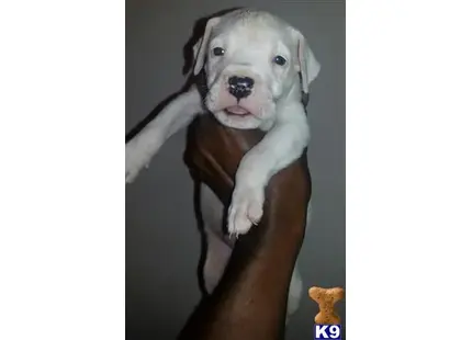 Dogo Argentino