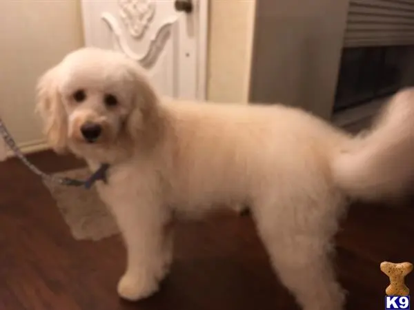 Goldendoodles stud dog: a white goldendoodles dog on a leash
