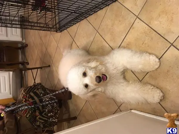 Goldendoodles stud dog: a white stuffed animal