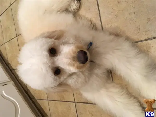 Goldendoodles stud dog: a white goldendoodles dog lying on the floor