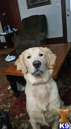 Golden Retriever stud dog