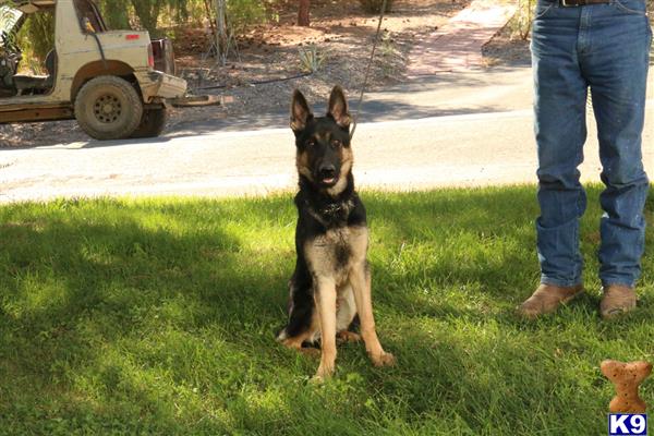 German Shepherd dog