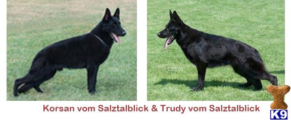 german shepherd puppy posted by dogsamerica