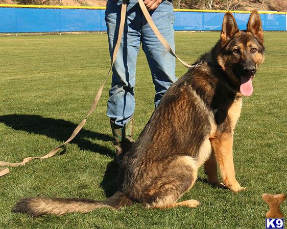 German Shepherd dog