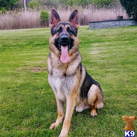 a german shepherd dog sitting on grass