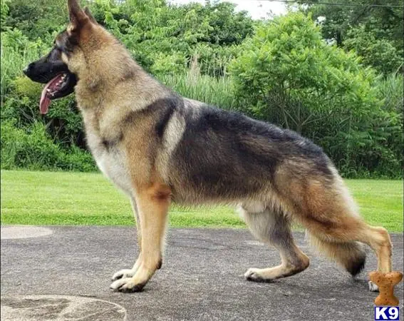 German Shepherd stud dog