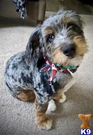 Bernedoodle stud dog